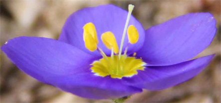 Beautiful Photos of Flowers,
Art Photography Exhibition Online
Fine Art Gallery in Austin Texas